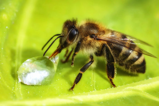 How to create a water station for honey bees