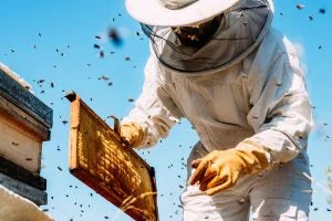 A bee sting prevention guide for budding beekeepers