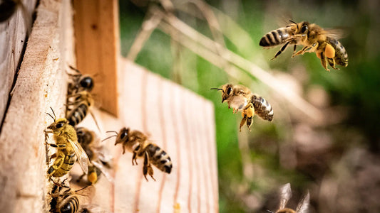 Tips for a bee-friendly garden