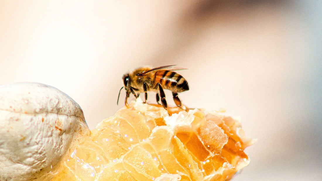 Navigating honey labels